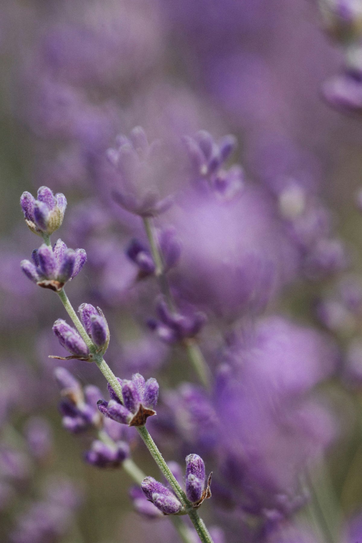 Lavender Essential Oil