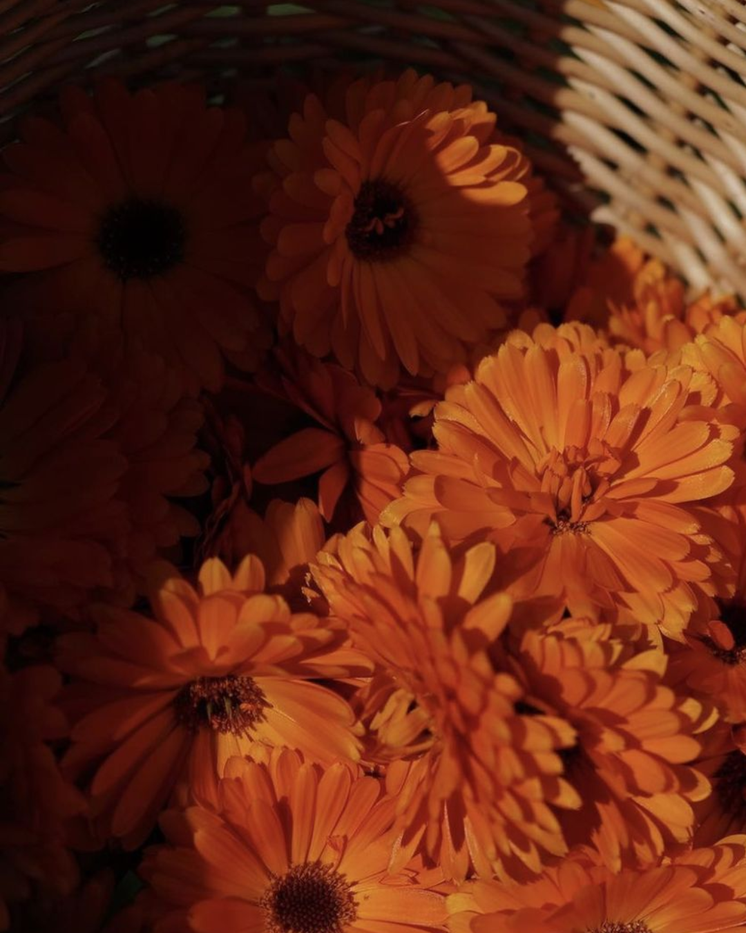 Calendula