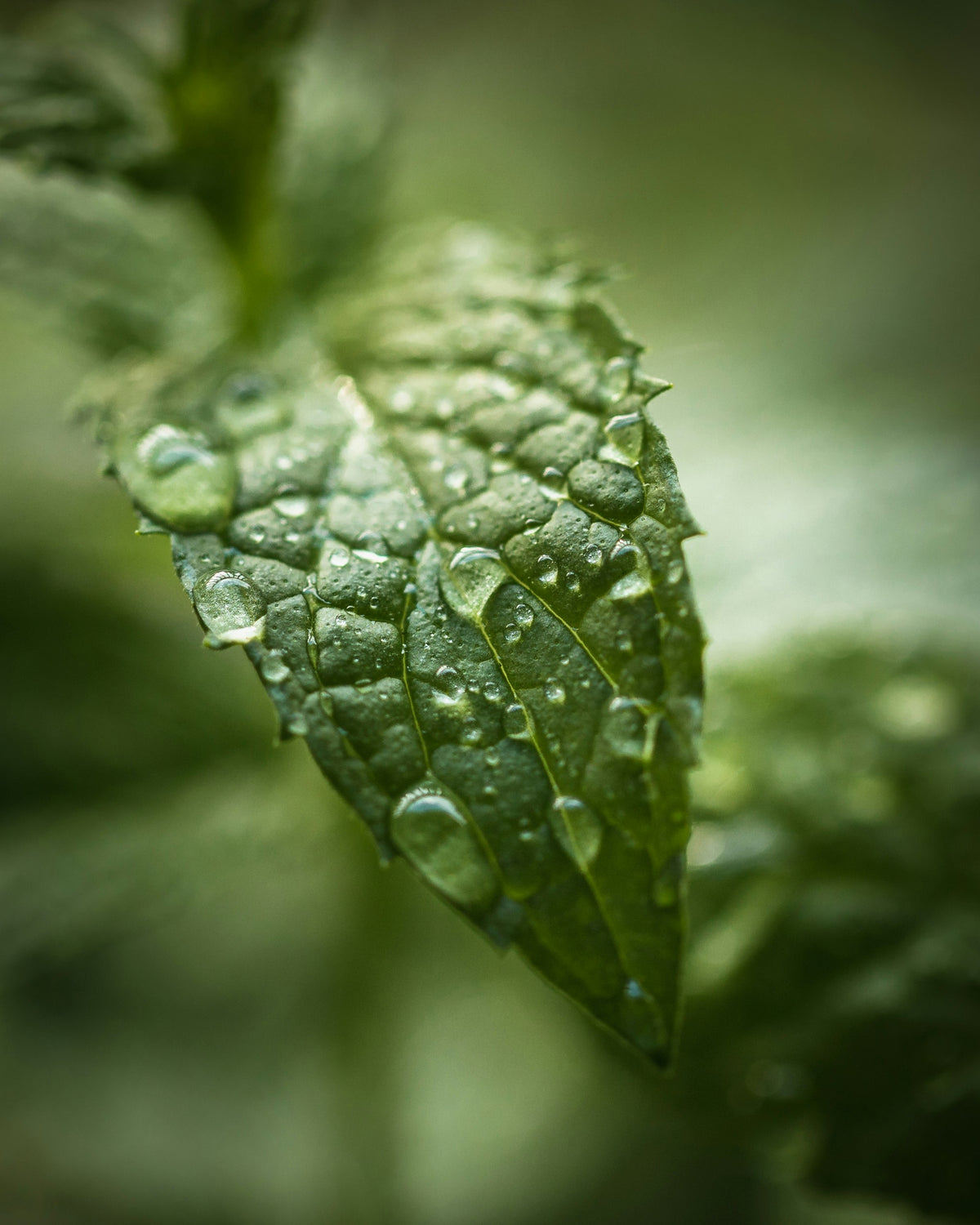 Peppermint Essential Oil