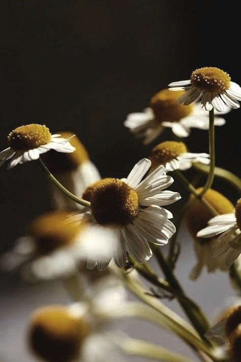 Roman Chamomile