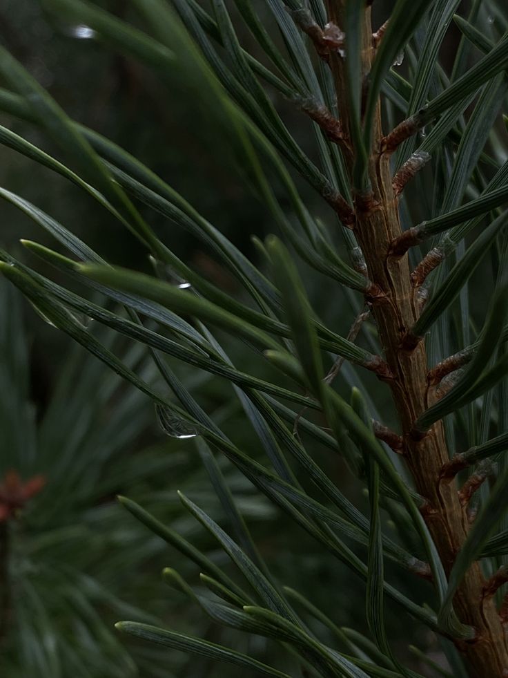 Black Spruce